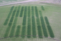 Fertilizer trial_crop