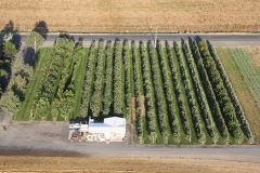 Nursery_crop