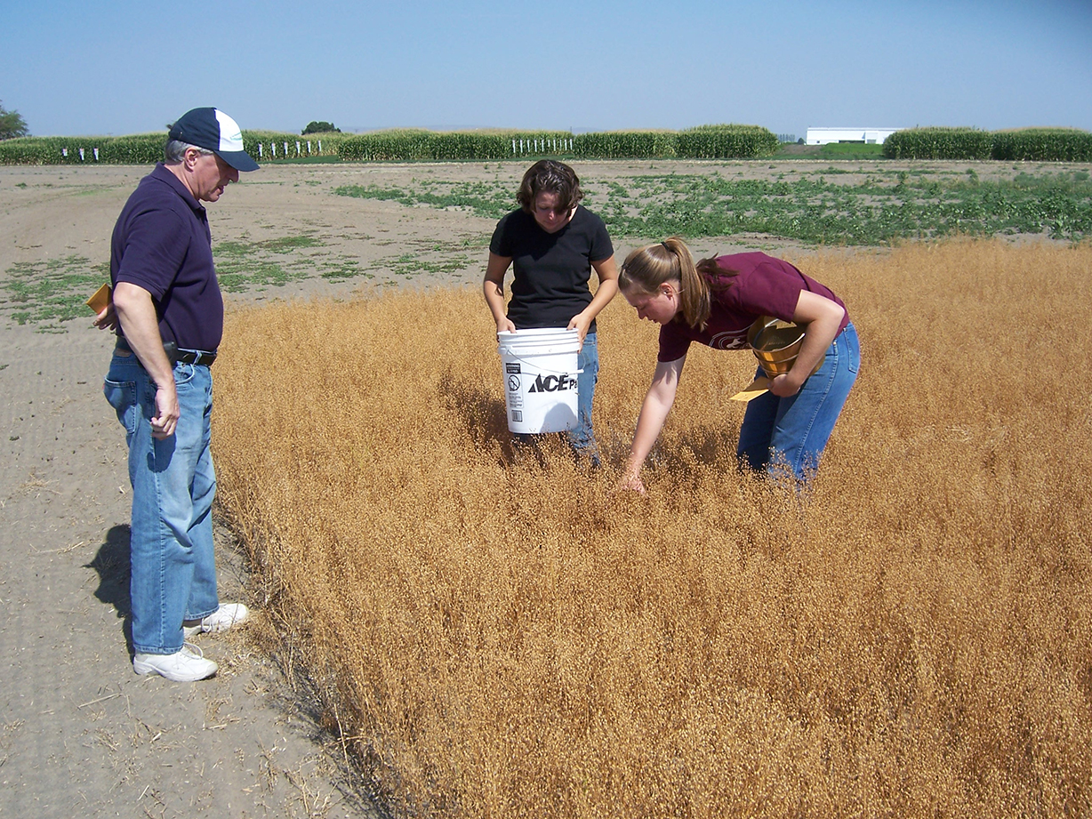 Camelina 2009_crop