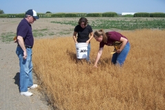 Camelina 2009_crop